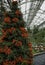 Christmas Tree at Longwood Gardens