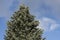 Christmas tree with lot of fir cones on branches growing in garden