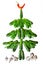 Christmas tree made of raw green cucumbers and sprigs of dill on a white background. Stop overeating. Flat lay. Top view