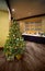 Christmas tree near table with cold snacks in hall