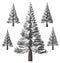 Christmas tree, Pine. Winter forrest tree background. 3D Illustration