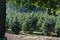 Christmas tree plantation in the Netherlands, nordmann fir ready