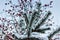 Christmas tree and red bunches of rowan covered with the snow