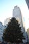 Christmas Tree in Rock Feller Centre