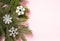 Christmas tree`s branch with three white snowflakes on pink background with copy space