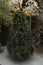 Christmas tree for sale with artificial decoration of non-real organic and realistic pine