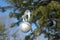 Christmas tree on the street, next to the temple, decorated with balls