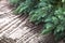 Christmas tree strewn on old wood