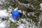 Christmas tree toy blue hanging on the tree in the winter outside