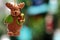 Christmas tree toy, Christmas deer with gift against Christmas tree. Christmas festive background