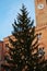 Christmas tree and Treviso city, Italy