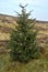 Christmas Tree in Turf Bog, Sally Gap, County Wicklow 1