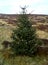 Christmas Tree in Turf Bog, Sally Gap, County Wicklow 2