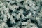 Christmas tree twigs with hoarfrost, coniferous tree background