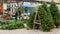 Christmas Tree Vendor at the Historic Roanoke Farmers Market