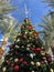 Christmas tree in warm weather climate Arizona