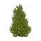 Christmas tree on white background. Realistic figure