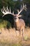 Christmas tree on whitetail buck