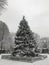 The Christmas tree in winter in Boston Common, Massachusetts.