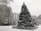 The Christmas tree in winter in Boston Common, Massachusetts.