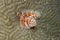 Christmas tree worms in Flower Garden Banks National Marine Sanctuary.