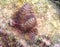 Christmas Tree Worms Swirl Out of a Coral Head