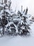 Christmas trees buried in snow