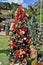 Christmas trees decorated with red and gold bows and balls in the Pinho Bravo square