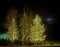 Christmas Trees in the Moonlight