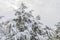 Christmas trees in the park covered with snow in the city of Baku in January