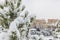 Christmas trees in the park covered with snow in the city of Baku in January