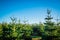 Christmas trees at a pine plantation