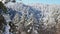 Christmas trees and pines under the snow. Snow-covered coniferous forest trees and peaks of rocky mountains in the Alps. Beautiful