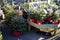 Christmas Trees For Sale at a UK Garden Centre