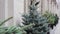 Christmas trees small in a row .grow in pot. evergreen garden