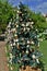 Christmas trees in the square on a sunny day.