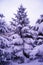 Christmas Trees under Beautiful Snow Cover. Winter Landscape