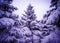 Christmas Trees under Beautiful Snow Cover. Winter Landscape