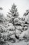 Christmas Trees under Beautiful Snow Cover. Winter Landscape