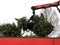 Christmas trees were taken away for sustainable destruction after collecting them from children for money in the Netherlands