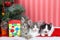 Christmas trio of kittens