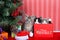 Christmas trio of kittens