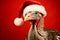 A christmas turkey wearing a festive santa hat. Studio shot against a red background