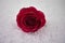 Christmas or Valentine romantic winter season photography image of red rose flowers in snow with glitter petals