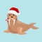 Christmas walrus in a cap and with a candy in your mouth is and enjoys in the New Year`s Eve and Christmas and waiting