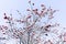 Christmas winter background with blue sky, hawthorn berries