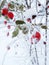 Christmas winter frozen hawthorn berries and snow on branch