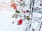 Christmas winter frozen hawthorn berries and snow on branch