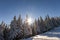 Christmas winter landscape. Beautiful tall fir trees covered with snow and frost on mountain slope lit by bright sun rays on blue