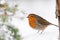 Christmas Winter Robin in Snow with Pine Tree